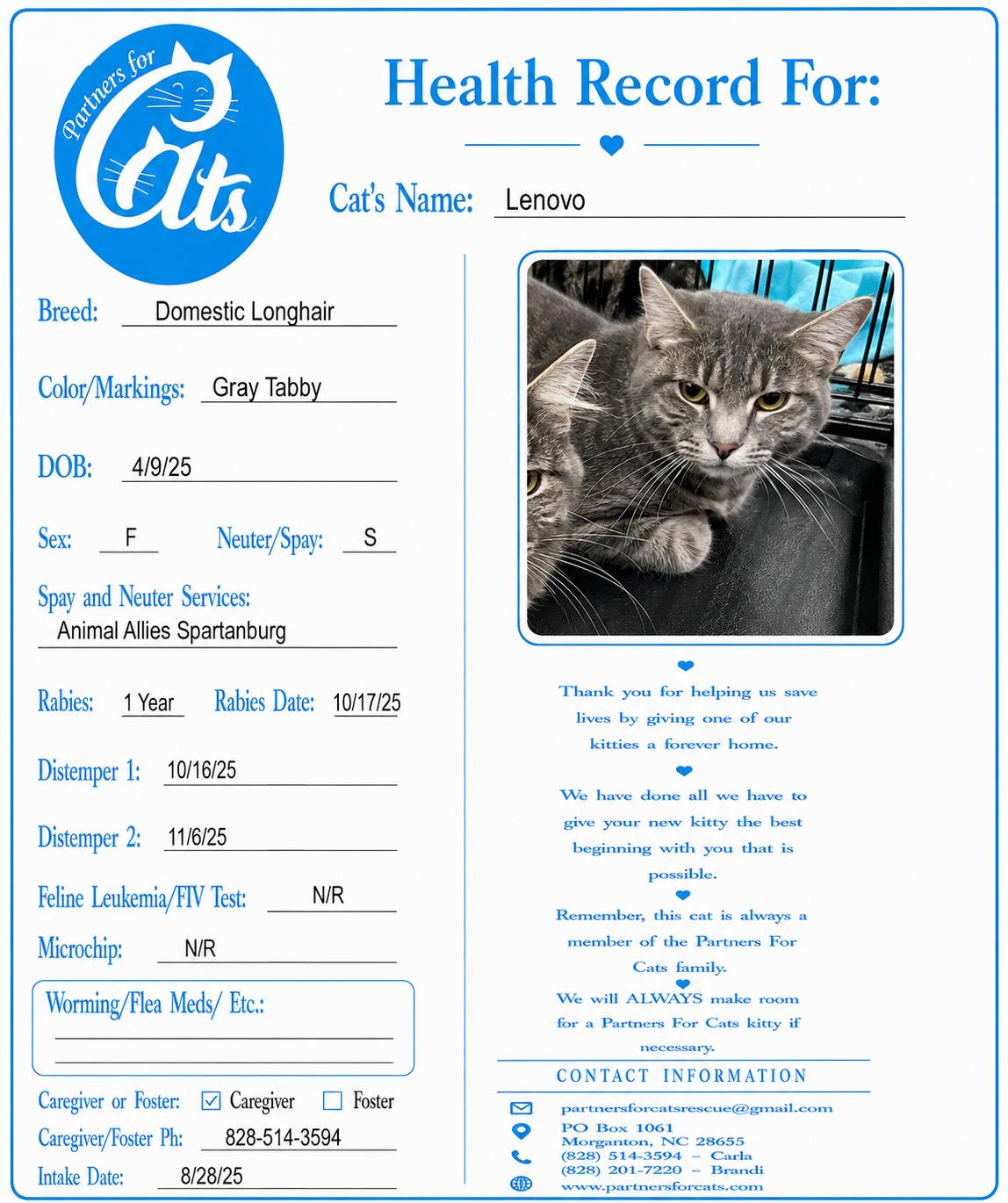 Lenovo, a Adoptable Domestic Short Hair in Morganton, NC image 2/3