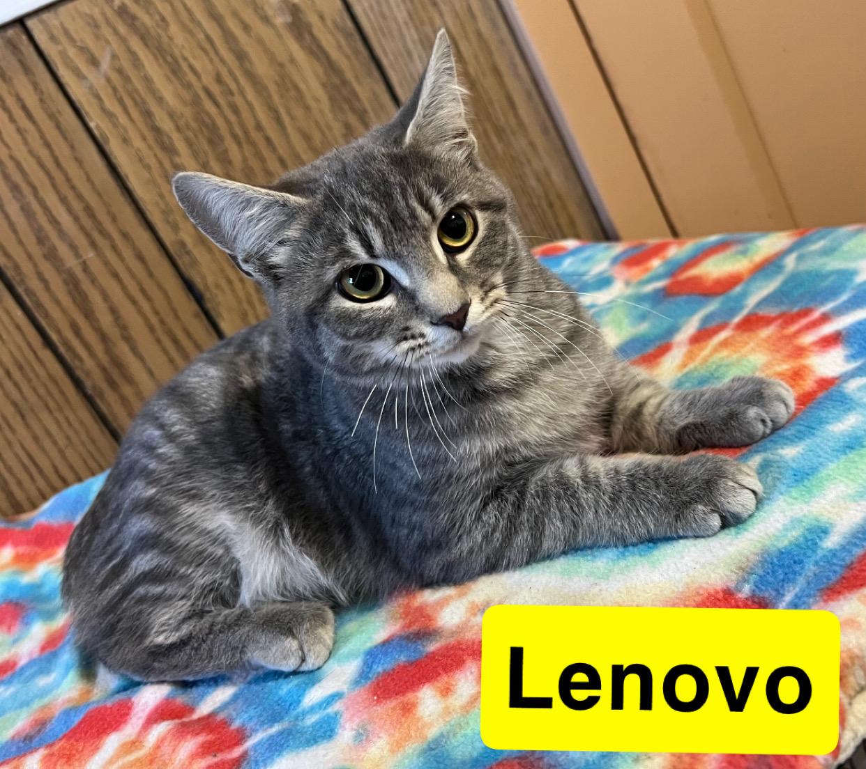 Lenovo, a Adoptable Domestic Short Hair in Morganton, NC image 2/2
