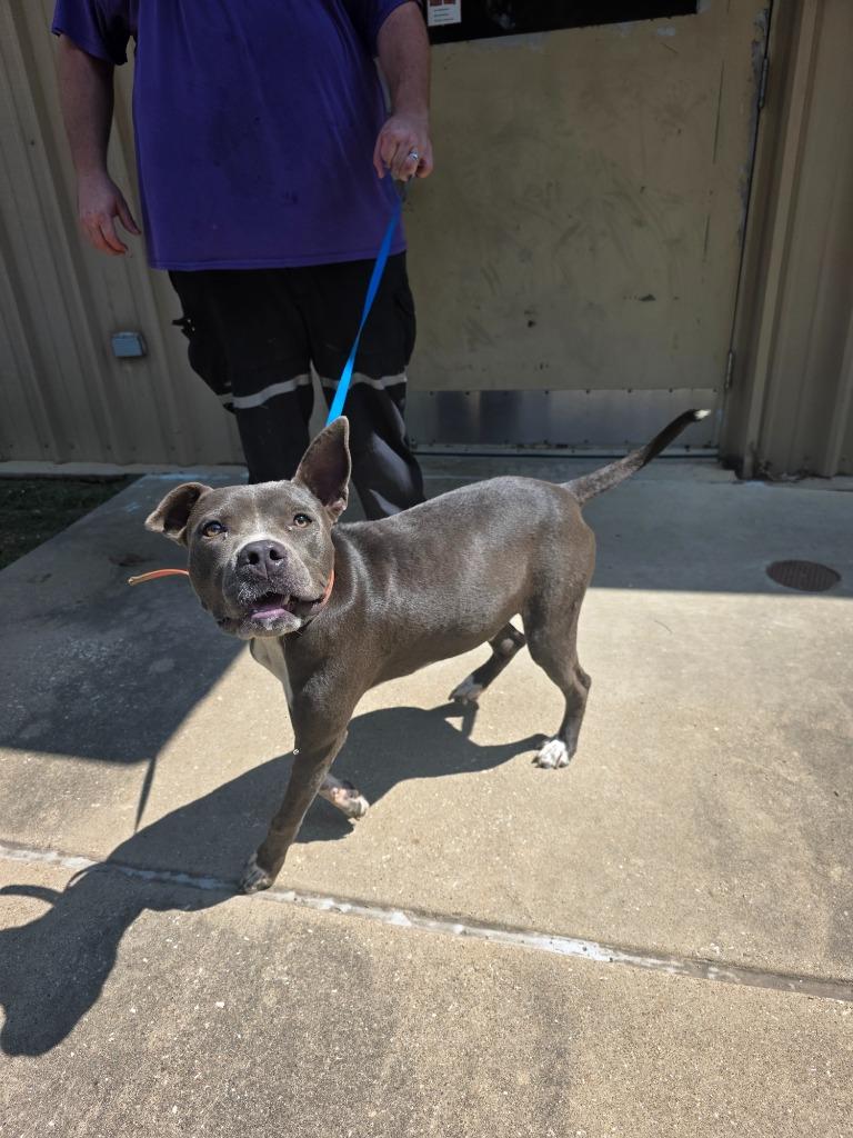 Phineas, Adoptable, Adult Male Pit Bull Terrier.