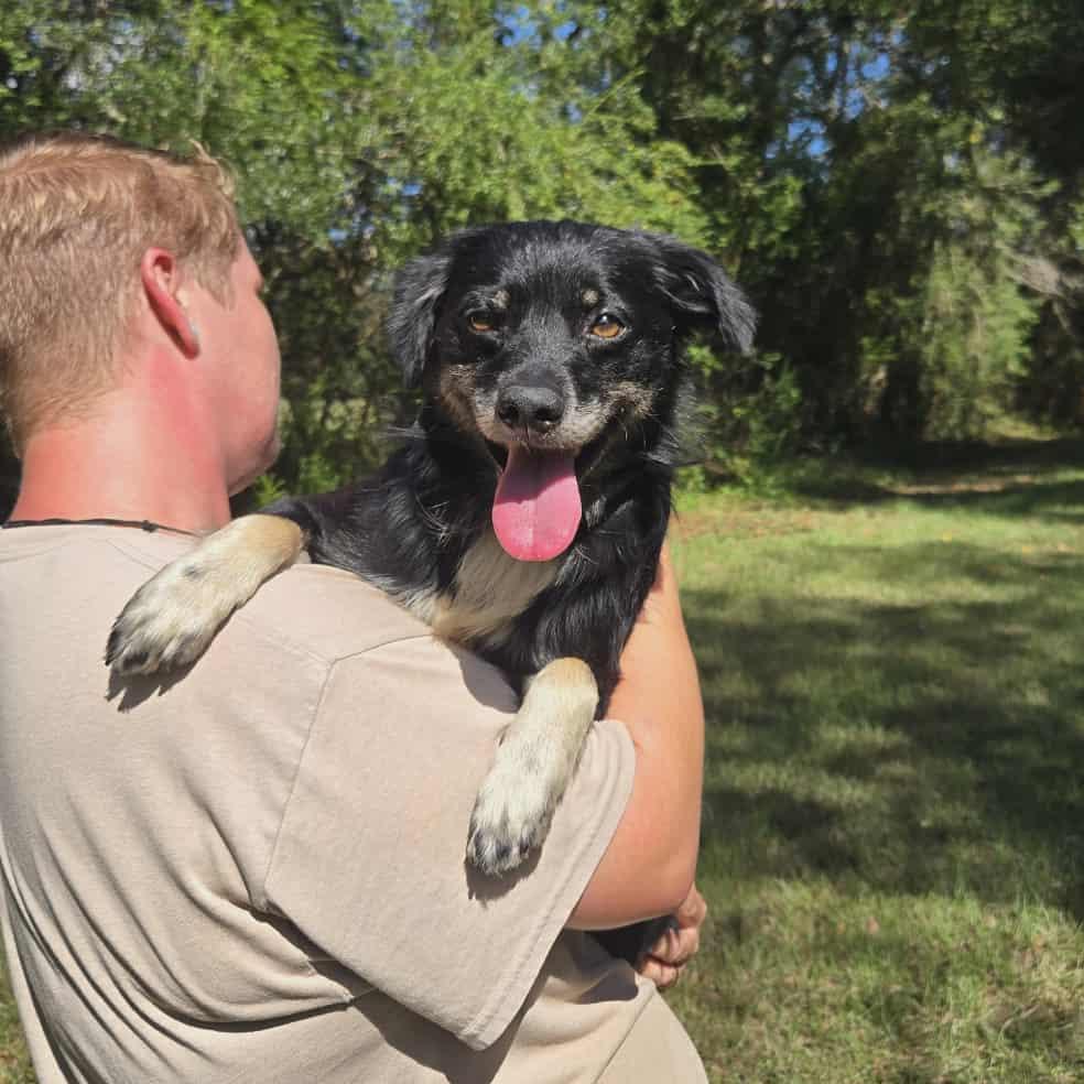 Tahoe, Adoptable, Senior Male Collie & Australian Shepherd.