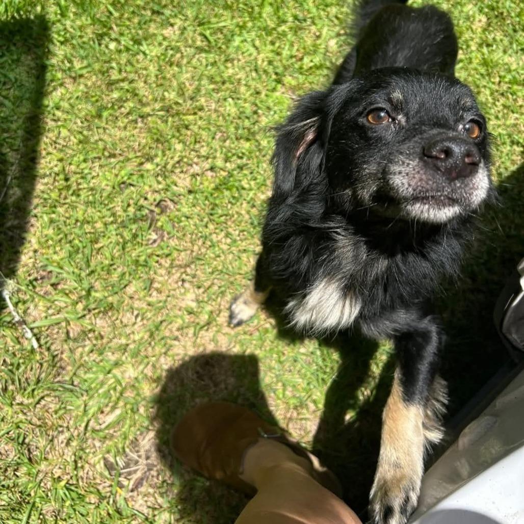 Tahoe, a Adoptable mixed breed in Tylertown, MS image 2/2