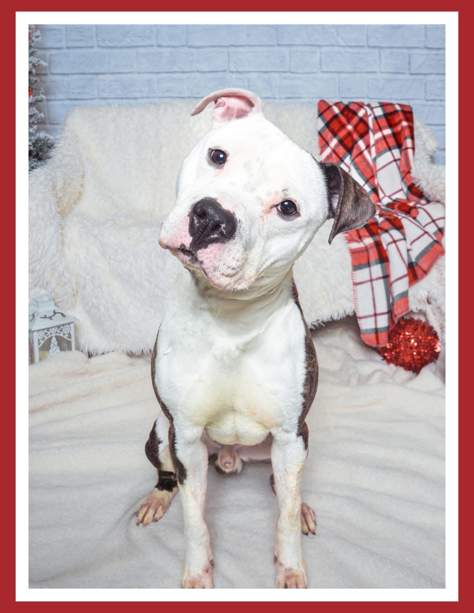 Enlarge George, a Adoptable mixed breed in Alexandria, VA image 1/4