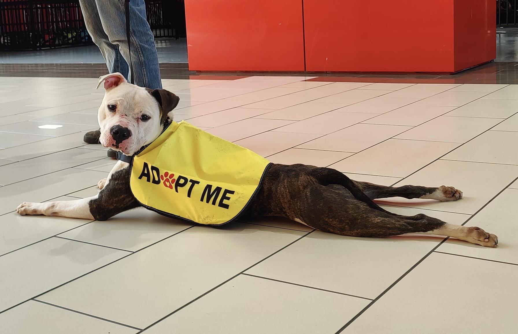 Enlarge George, a Adoptable mixed breed in Alexandria, VA image 2/4