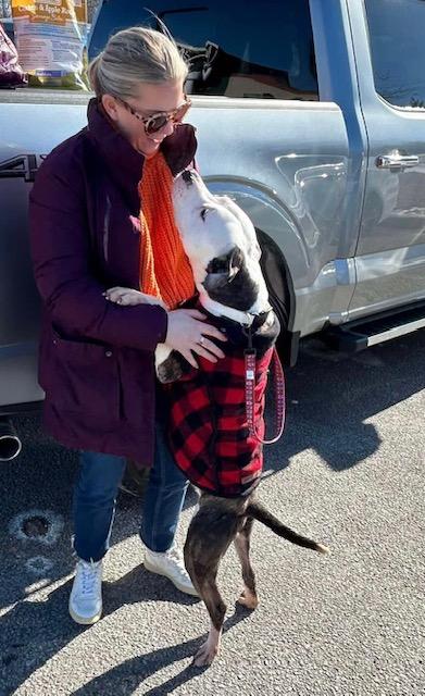 Enlarge George, a Adoptable mixed breed in Alexandria, VA image 3/4