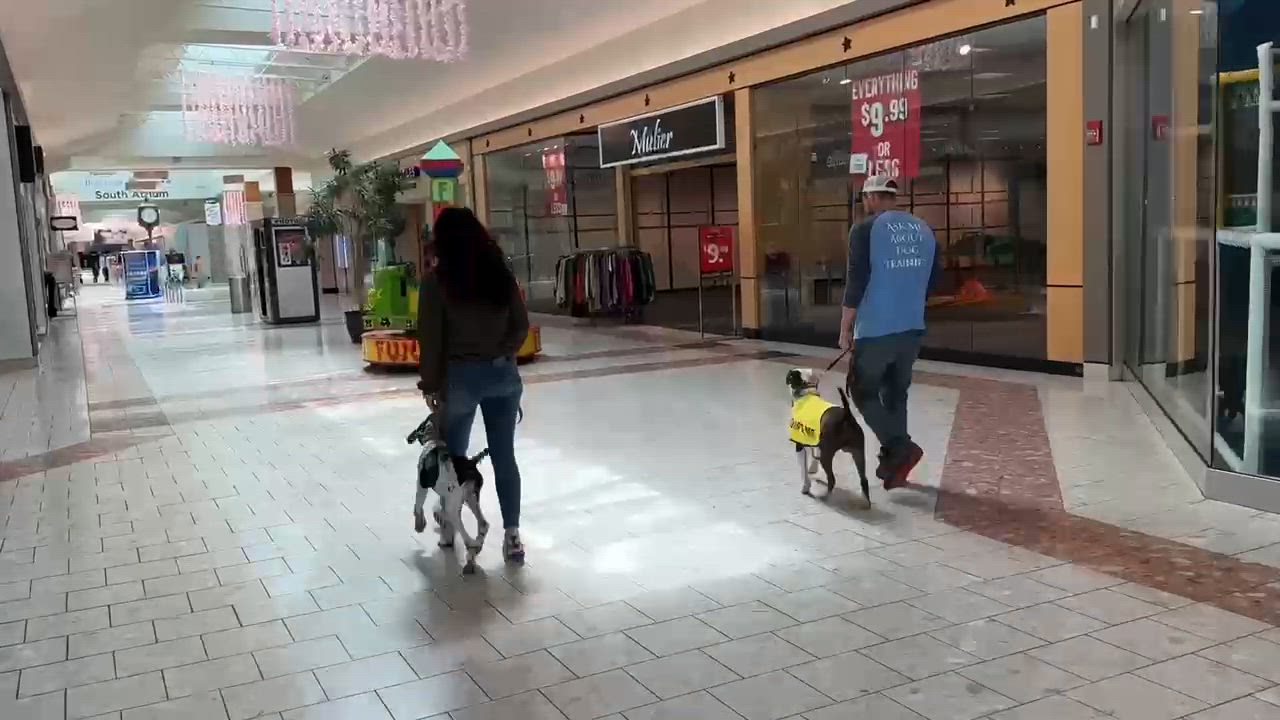 Enlarge George, a Adoptable mixed breed in Alexandria, VA video 4/4