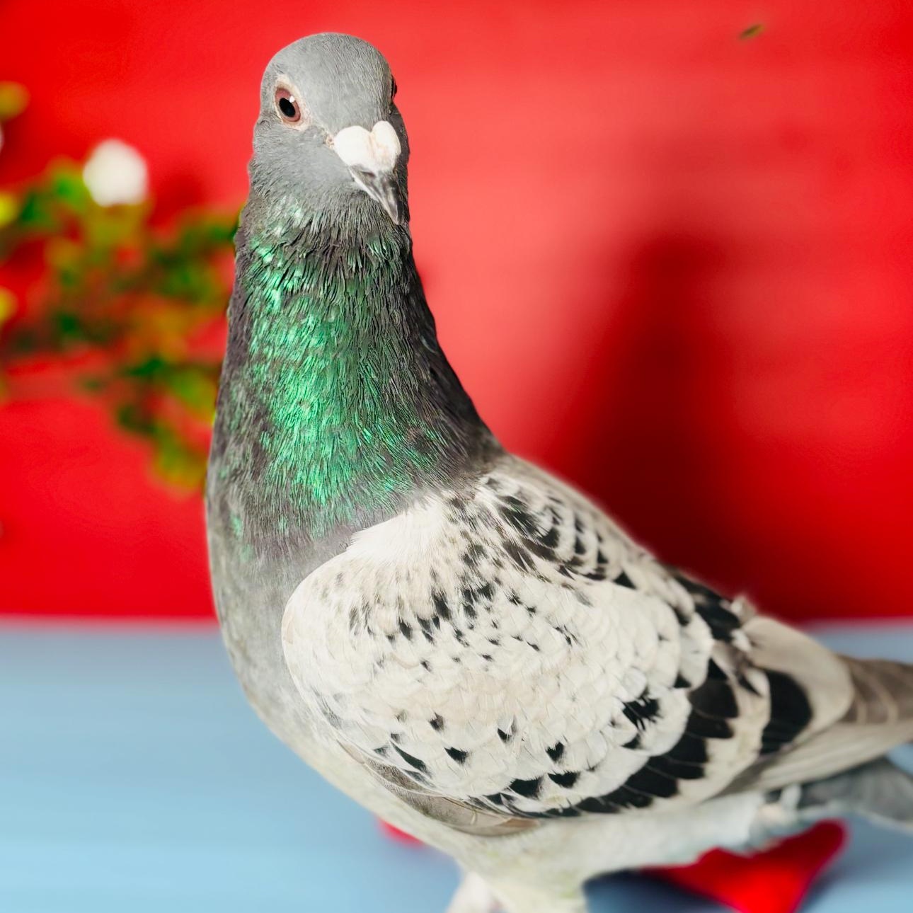 Trooper, Adoptable, Adult Unknown Pigeon.