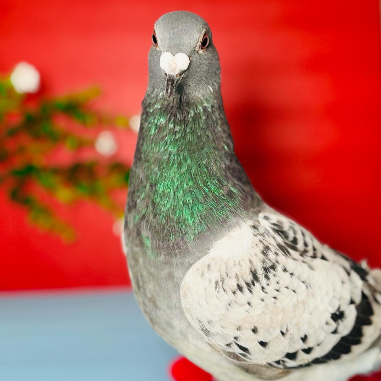 Enlarge Trooper, a Adoptable Pigeon in Chicago, IL image 2/6