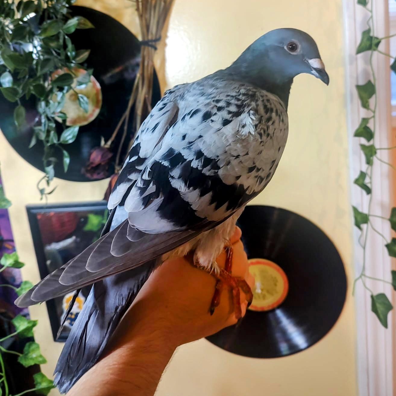 Enlarge Trooper, a Adoptable Pigeon in Chicago, IL image 3/6