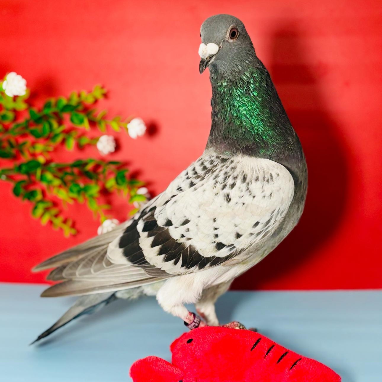 Enlarge Trooper, a Adoptable Pigeon in Chicago, IL image 4/6