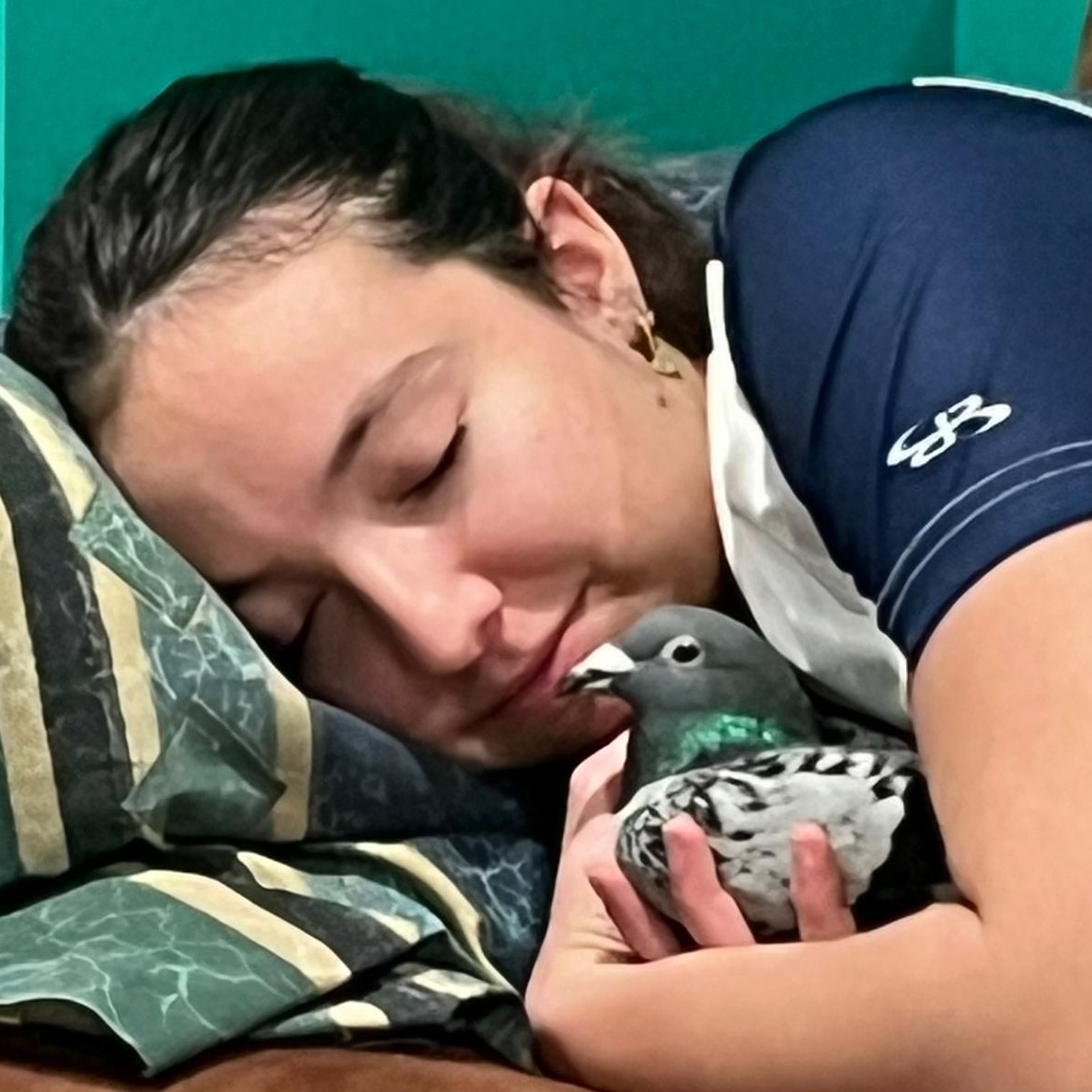 Enlarge Trooper, a Adoptable Pigeon in Chicago, IL image 1/5