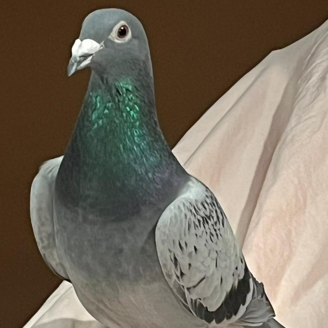 Enlarge Trooper, a Adoptable Pigeon in Chicago, IL image 4/5