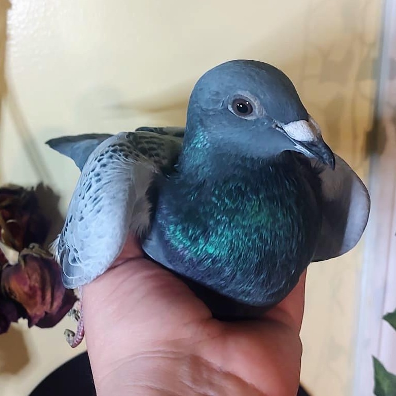 Enlarge Trooper, a Adoptable Pigeon in Chicago, IL image 5/6