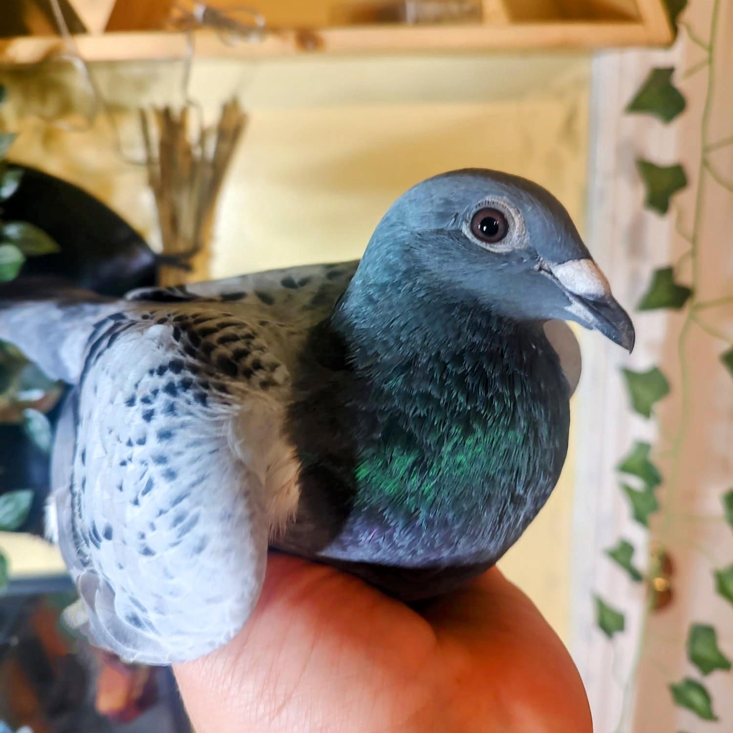 Enlarge Trooper, a Adoptable Pigeon in Chicago, IL image 6/6