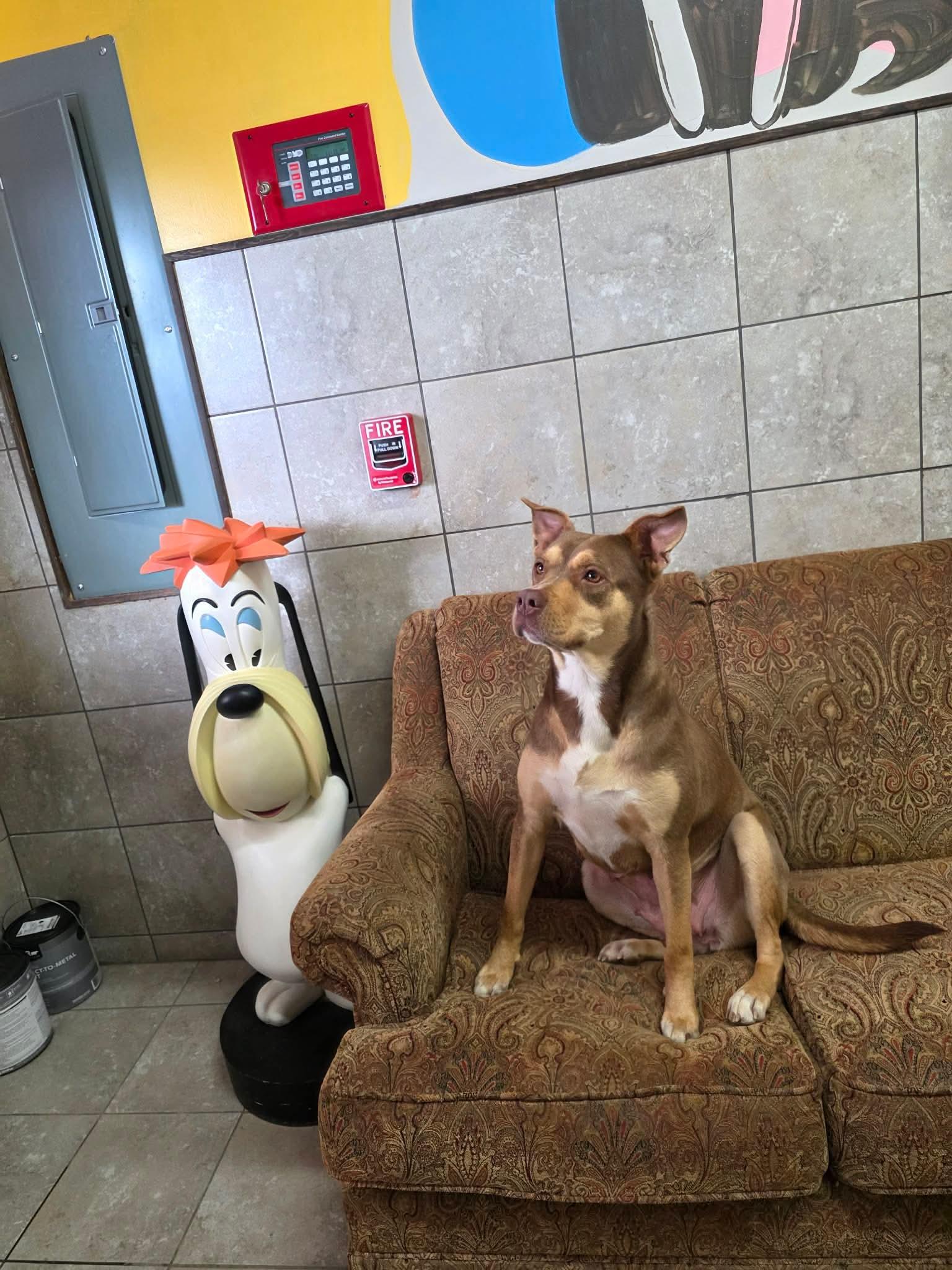 Heather, adopted, Adult Female Mixed Breed.