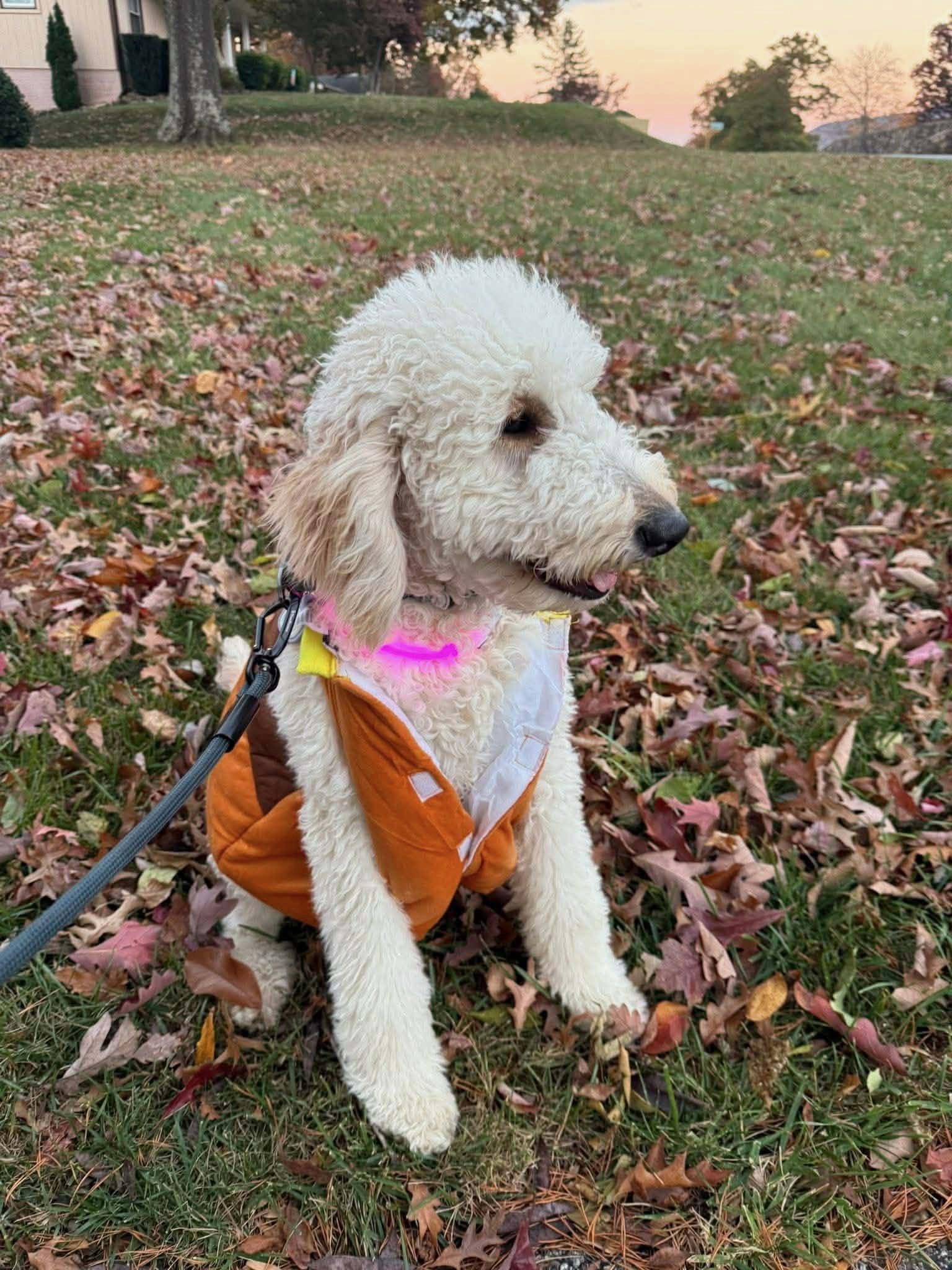 Enlarge Honey, an adopted Labradoodle in Floyd, VA image 4/4