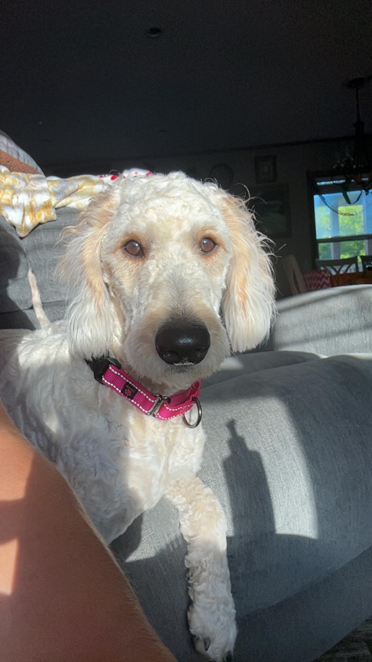 Enlarge Honey, an adopted Labradoodle in Floyd, VA image 2/4