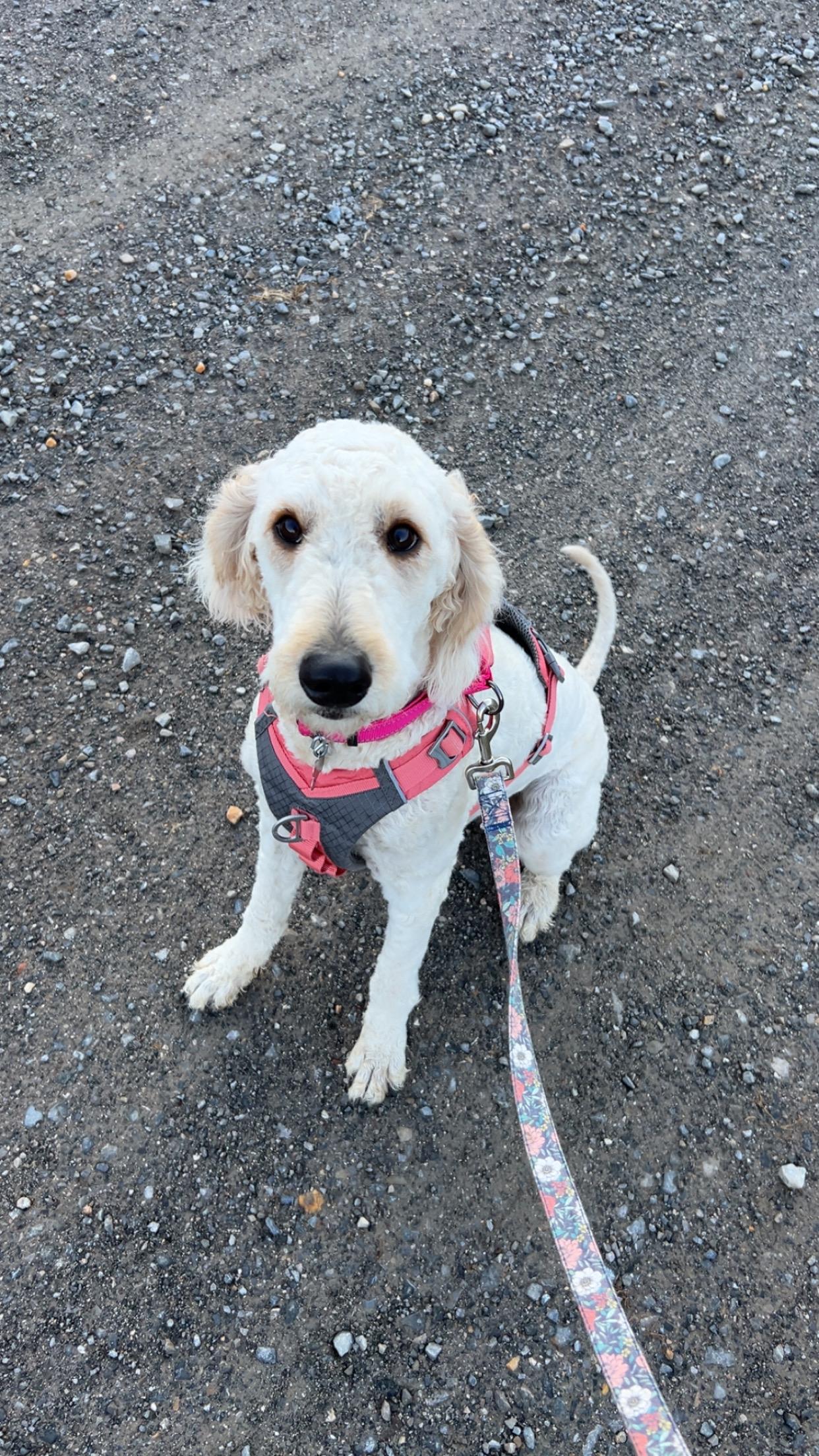 Enlarge Honey, an adopted Labradoodle in Floyd, VA image 1/4
