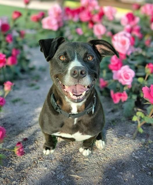 Enlarge KENNY, a Adoptable mixed breed in Sarasota, FL image 1/1