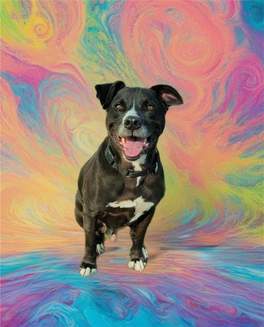 KENNY, Adoptable, Adult Male Labrador Retriever & Pit Bull Terrier.