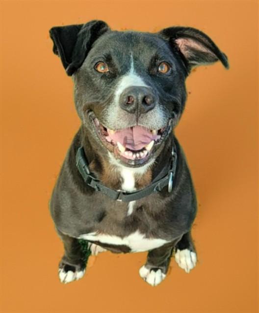KENNY, Adoptable, Adult Male Labrador Retriever & Pit Bull Terrier.