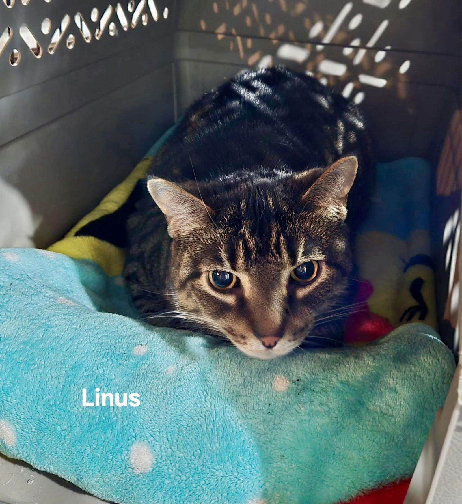Linus, a Adopted Tabby in Penndel, PA image 1/2