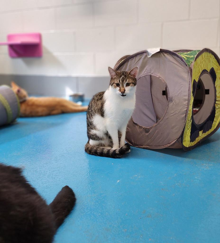 Loki, Adoptable, Adult Male Domestic Short Hair.