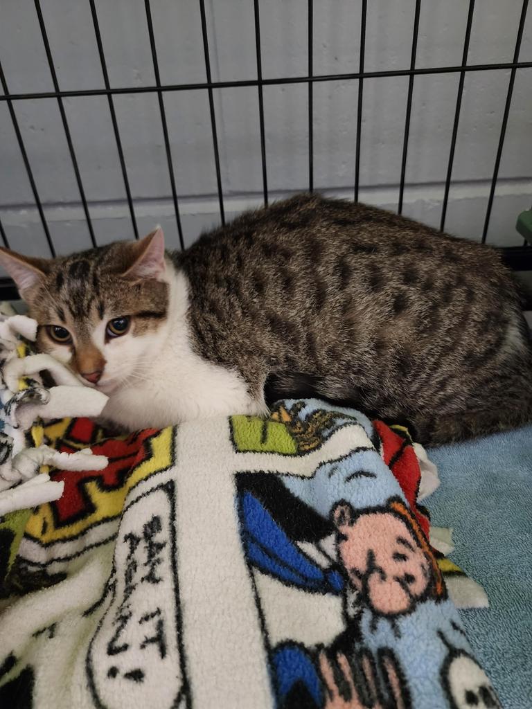 Enlarge Loki, a Adoptable mixed breed in Muskegon, MI image 5/6