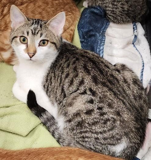 Enlarge Loki, a Adoptable mixed breed in Muskegon, MI image 4/6