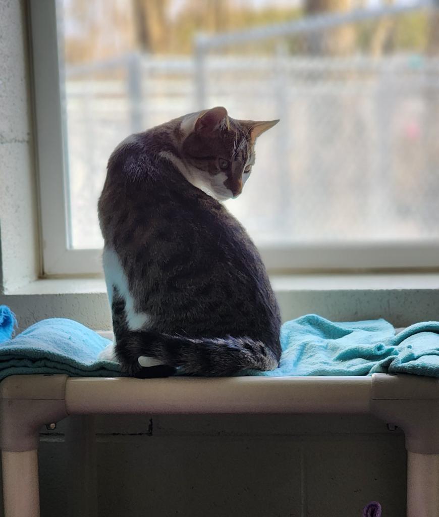 Enlarge Loki, a Adoptable mixed breed in Muskegon, MI image 5/6