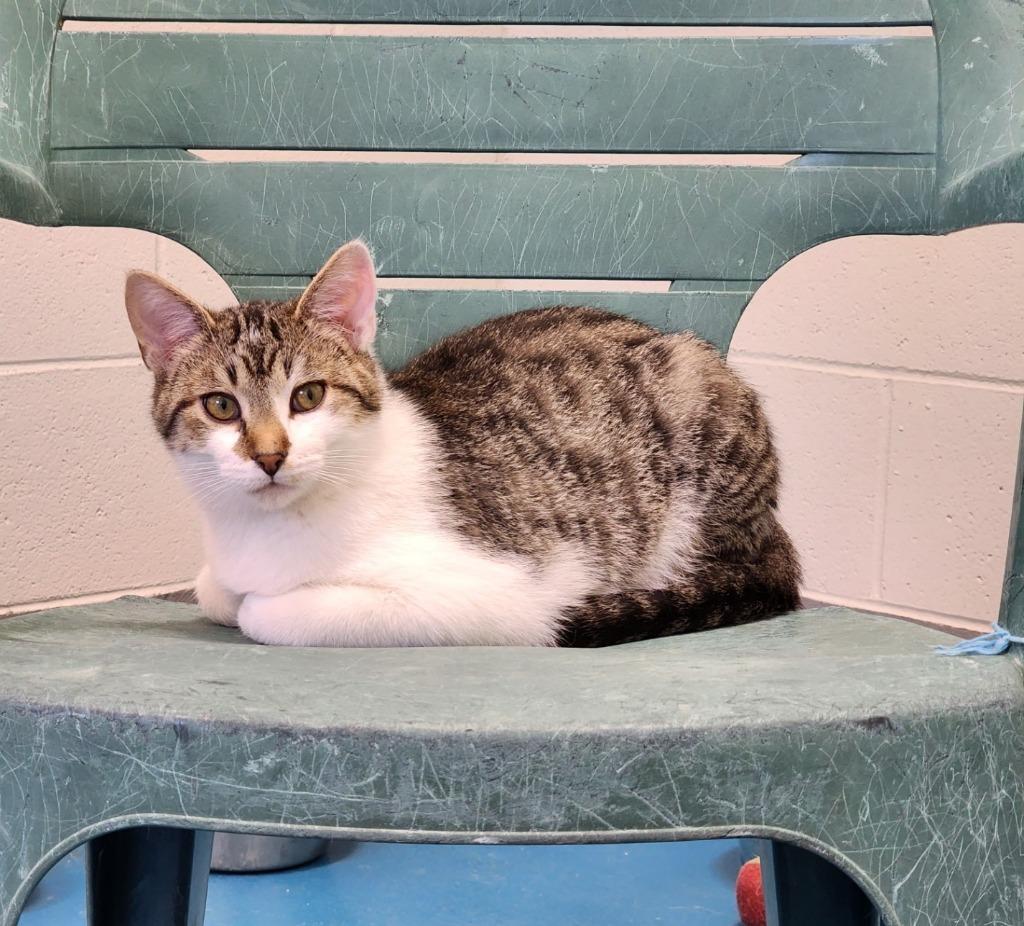 Enlarge Loki, a Adoptable mixed breed in Muskegon, MI image 6/6