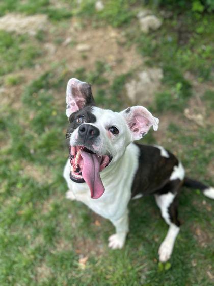 Weasel, Adoptable, Adult Male Mixed Breed & Mixed Breed.