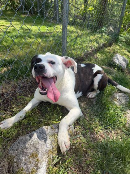 Weasel, Adoptable, Adult Male Mixed Breed & Mixed Breed.