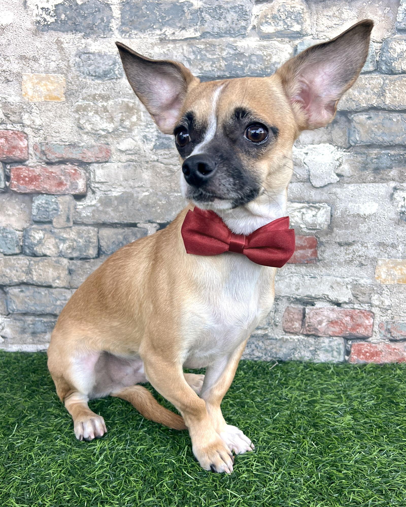 Kevin, Adoptable, Young Male Pug & Chihuahua.
