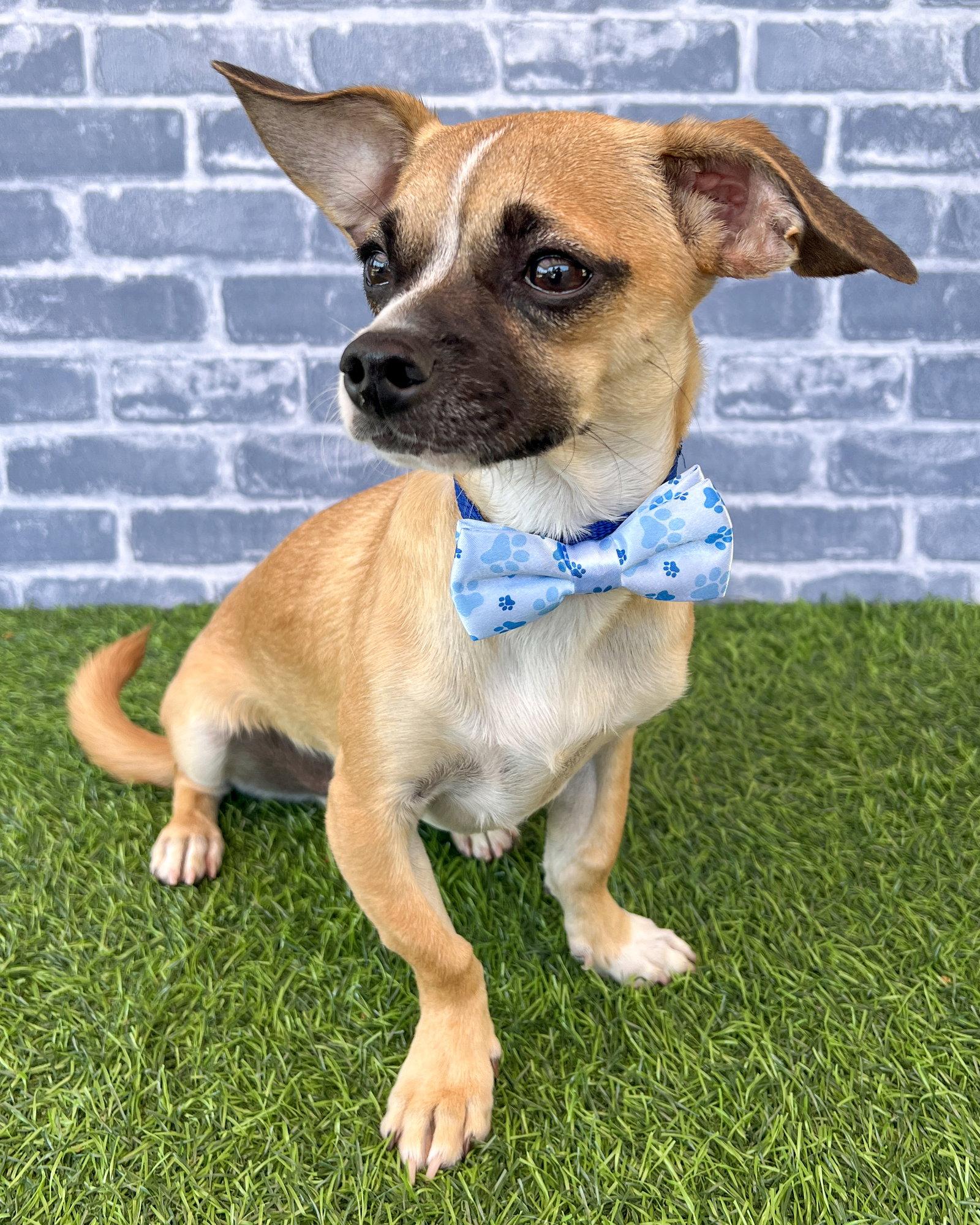 Enlarge Kevin, a Adoptable mixed breed in Corona, CA image 2/3