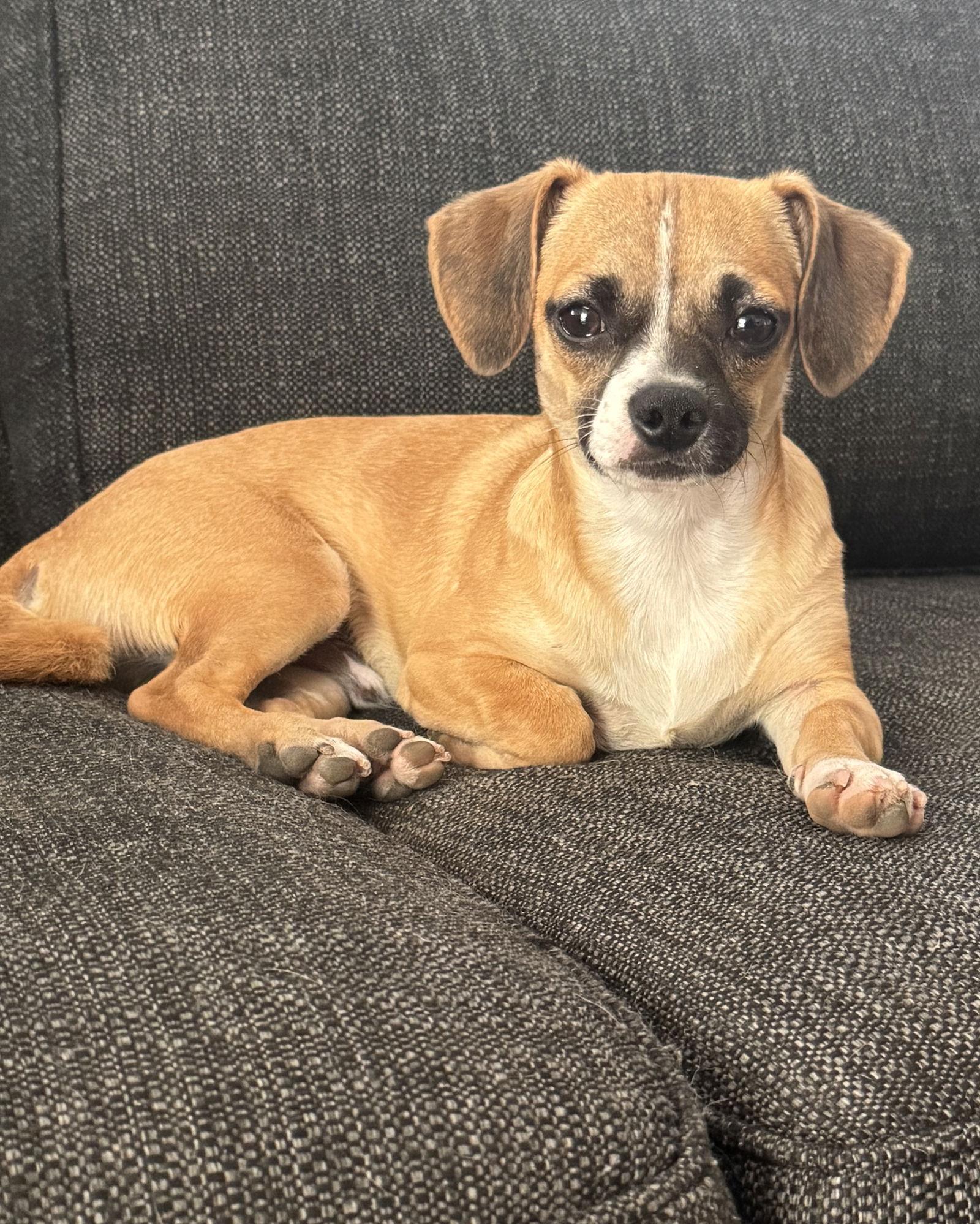 Enlarge Kevin, a Adoptable mixed breed in Corona, CA image 2/3