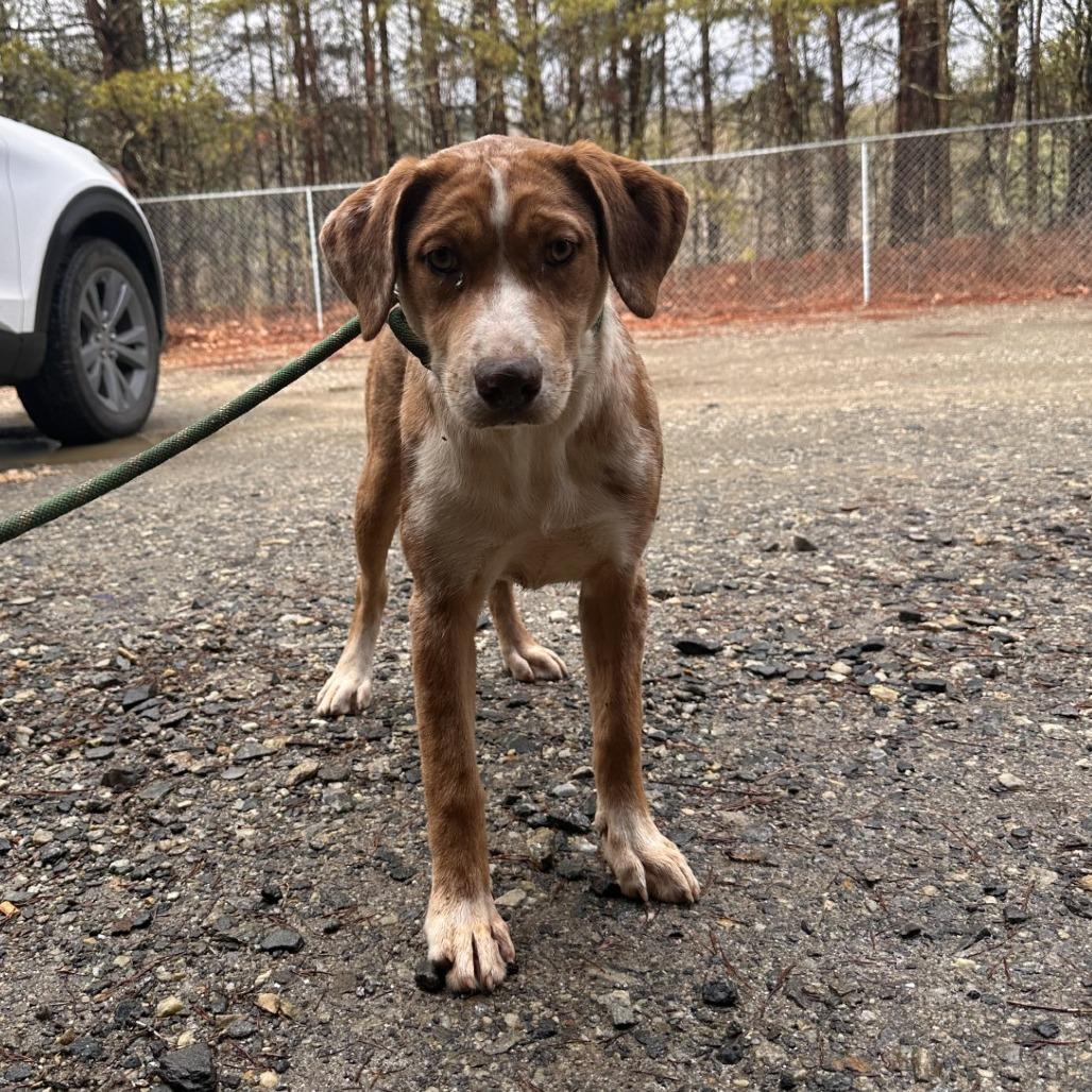 Enlarge Amber, a Adoptable Mixed Breed in Blue Ridge, GA image 1/1