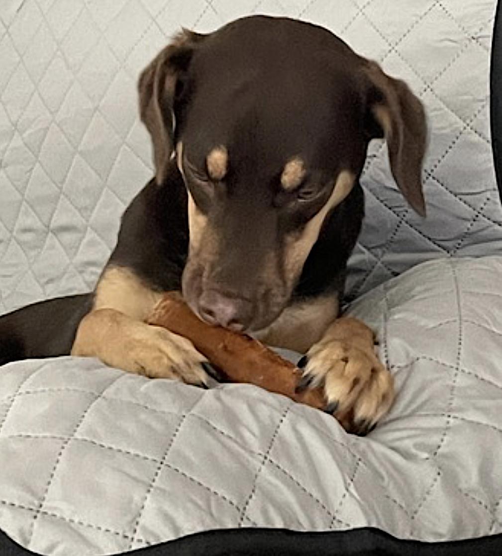 Enlarge Belle, an adopted mixed breed in Amherst, MA image 6/6