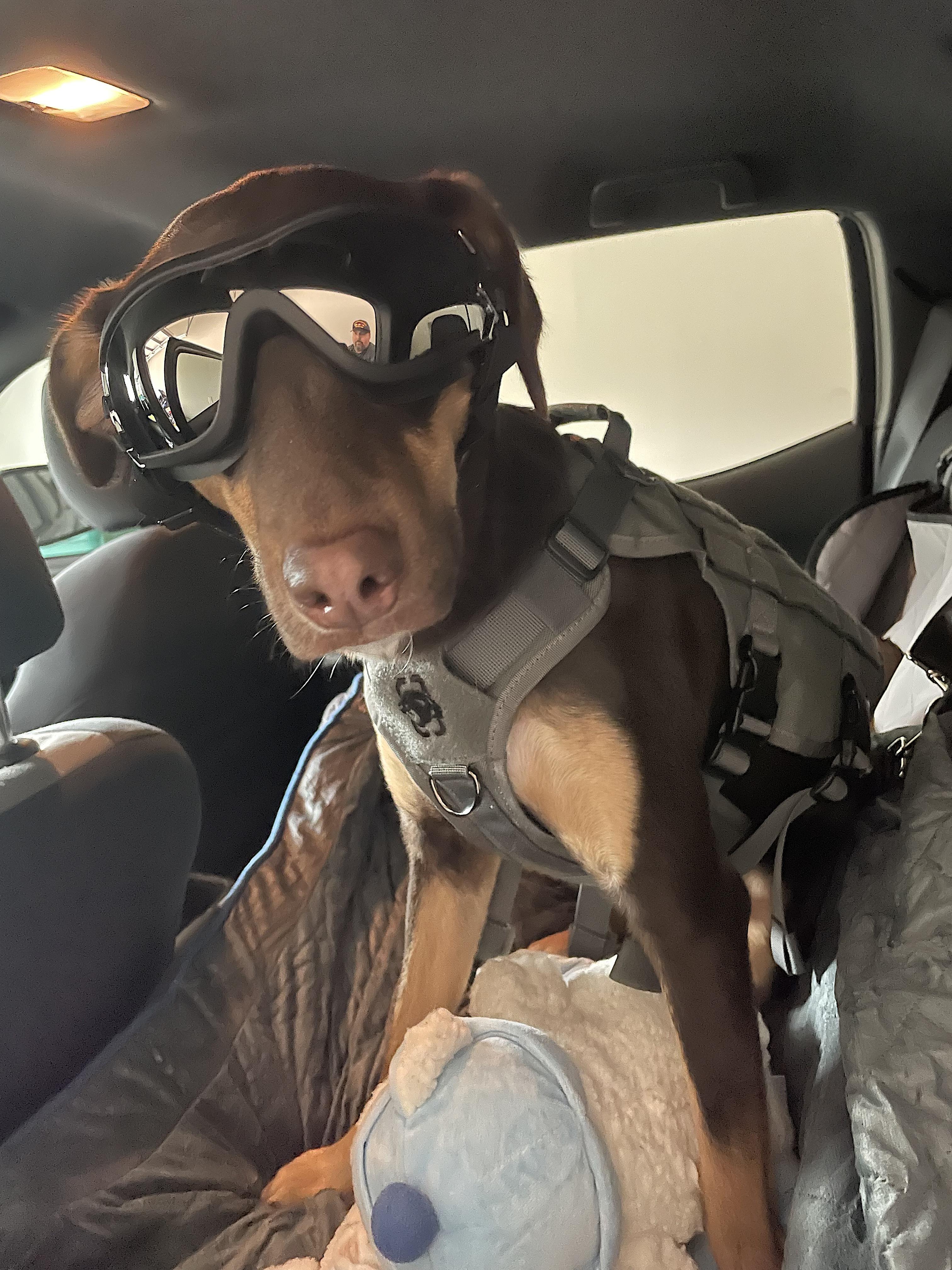 Enlarge Belle, an adopted mixed breed in Amherst, MA image 3/6