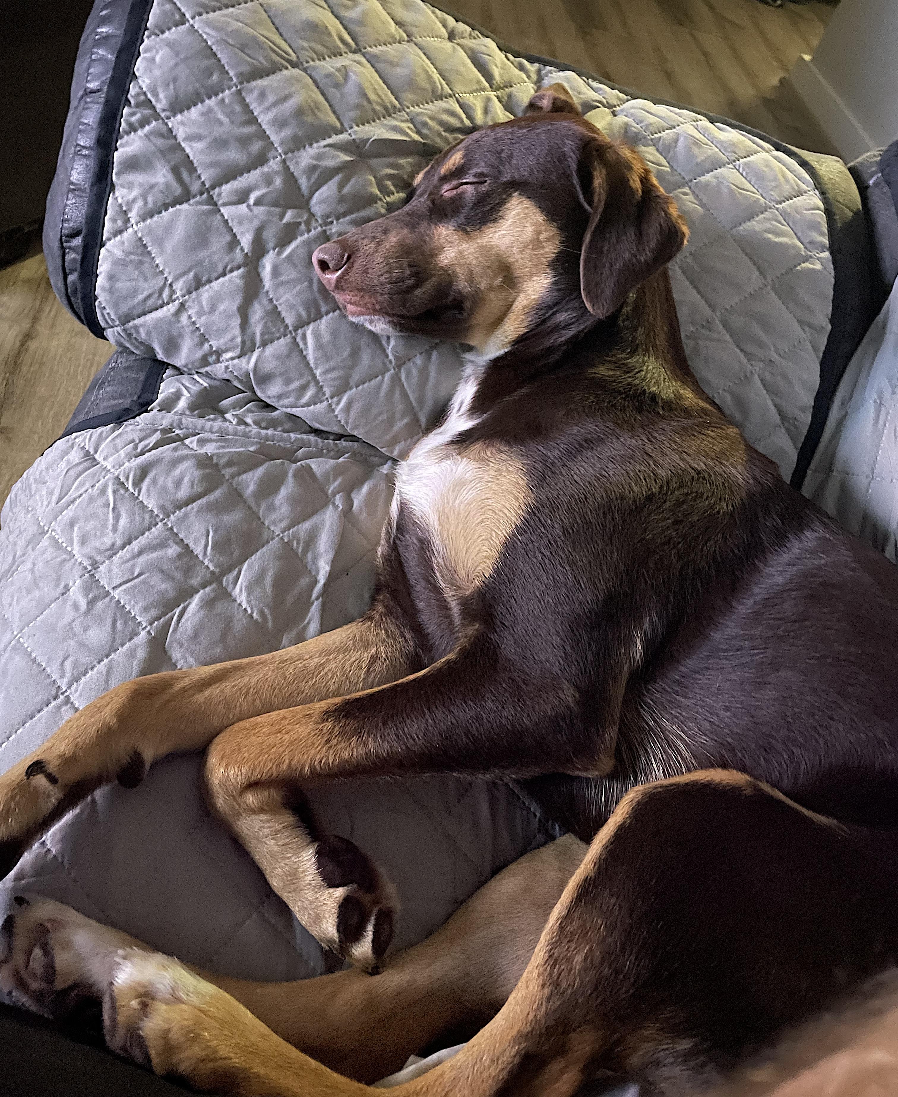 Enlarge Belle, an adopted mixed breed in Amherst, MA image 5/6