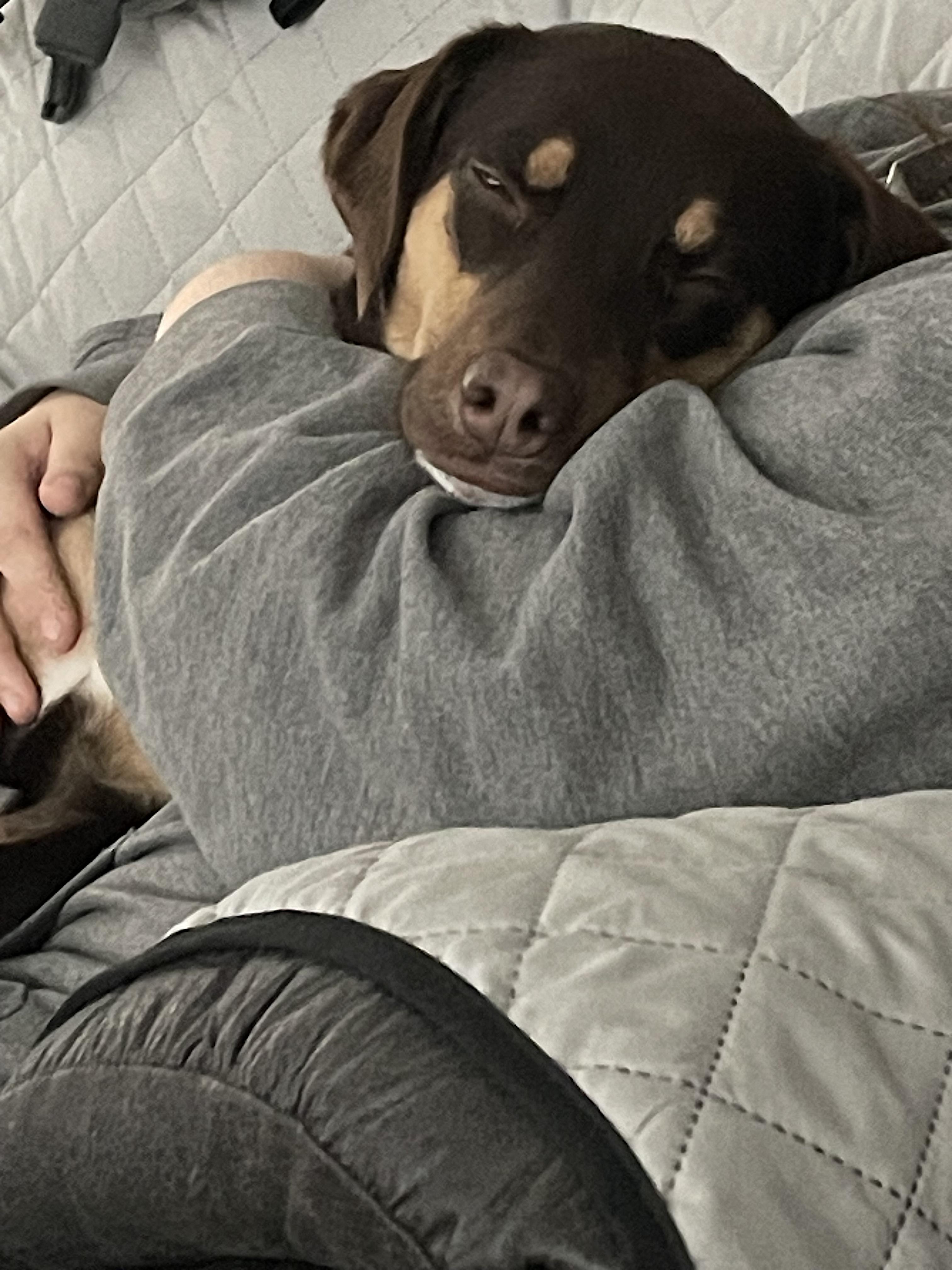 Enlarge Belle, an adopted mixed breed in Amherst, MA image 4/6