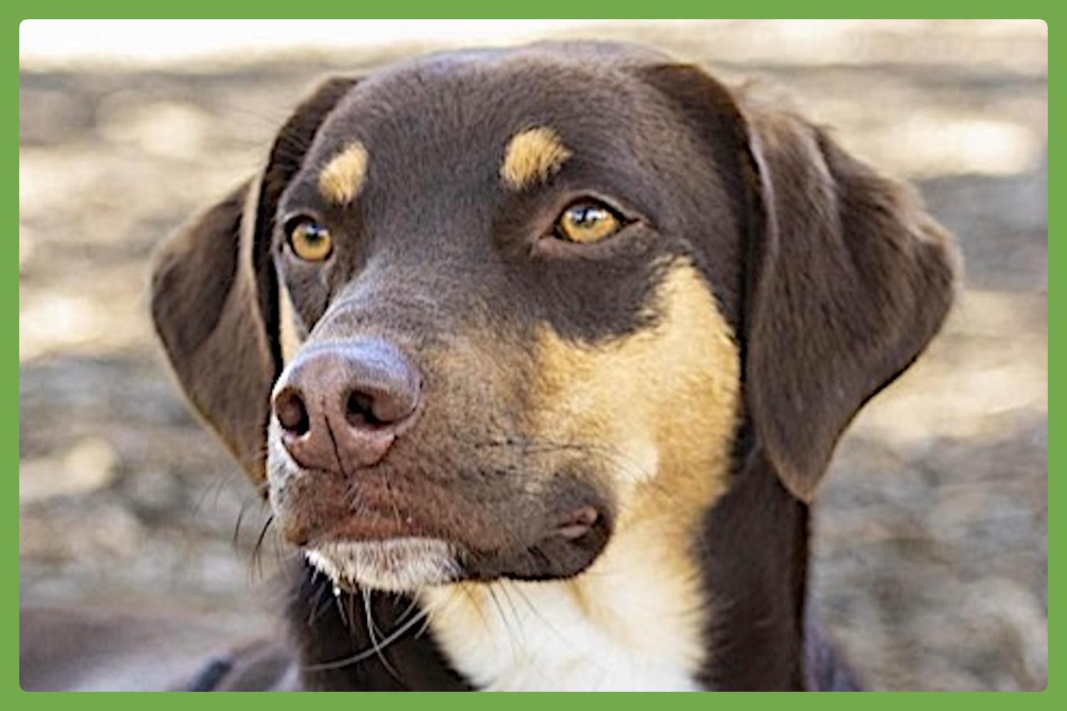 Enlarge Belle, an adopted mixed breed in Amherst, MA image 1/6