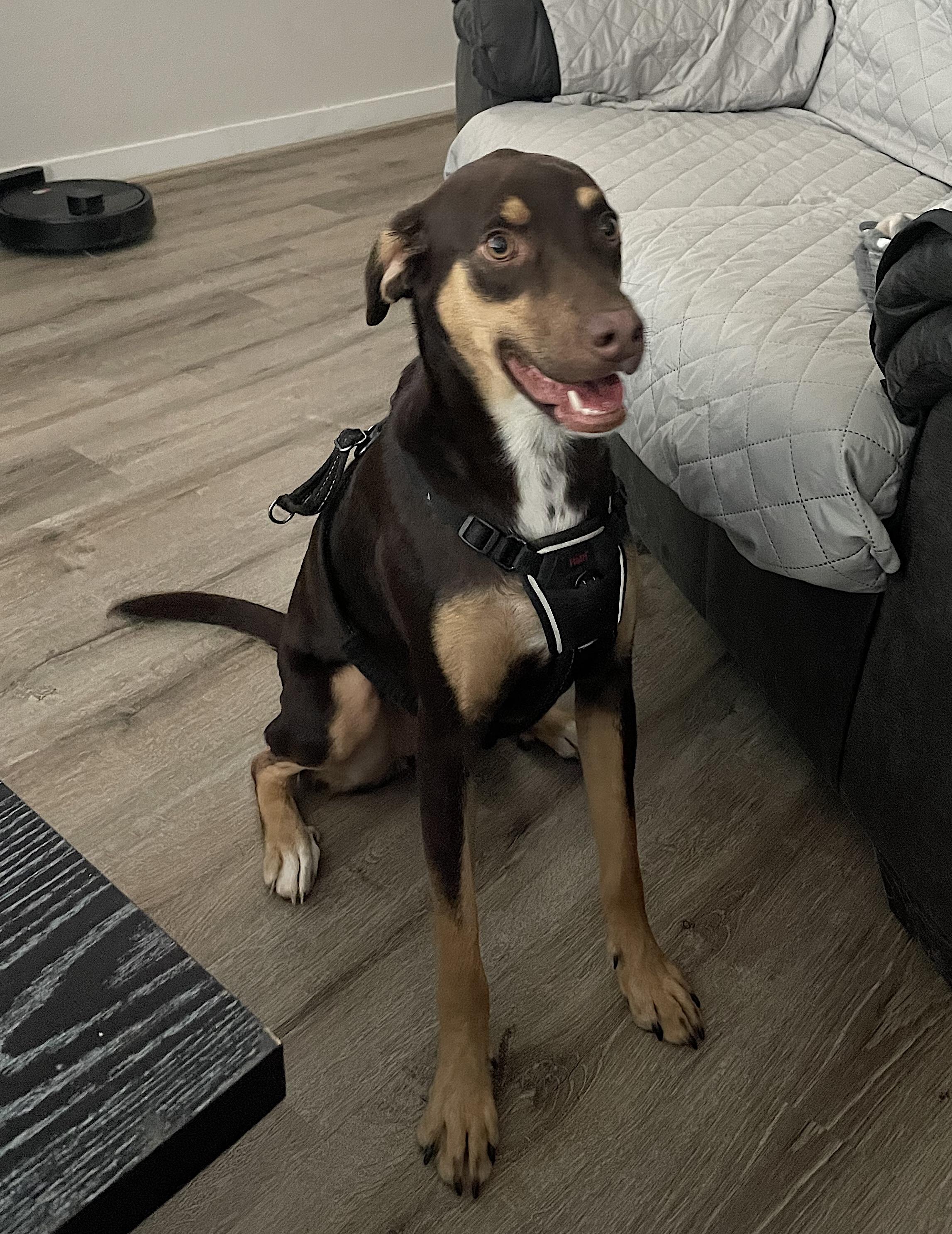 Enlarge Belle, an adopted mixed breed in Amherst, MA image 2/6