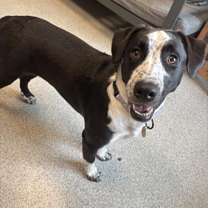 Enlarge Leoni, a ADOPTABLE Mixed Breed in Lansing, MI image 3/3