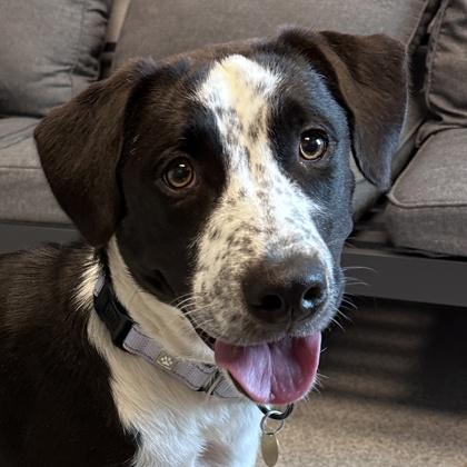 Leoni, ADOPTABLE, Adult Female Mixed Breed.