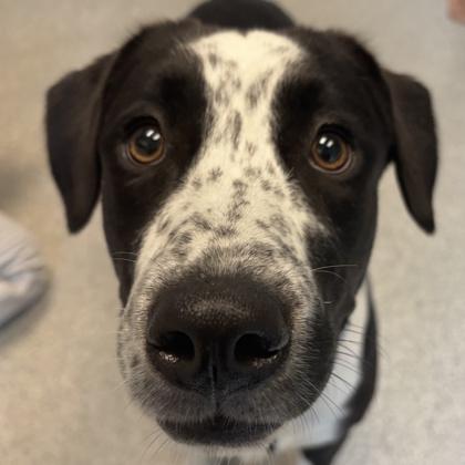 Enlarge Leoni, a ADOPTABLE Mixed Breed in Lansing, MI image 2/3