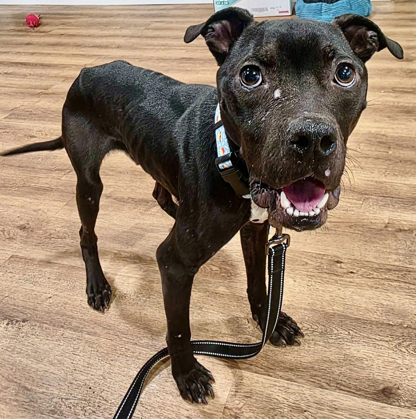 Joe *LOVER and SNUGGLEBUG*, Adoptable, Adult Male Pit Bull Terrier.