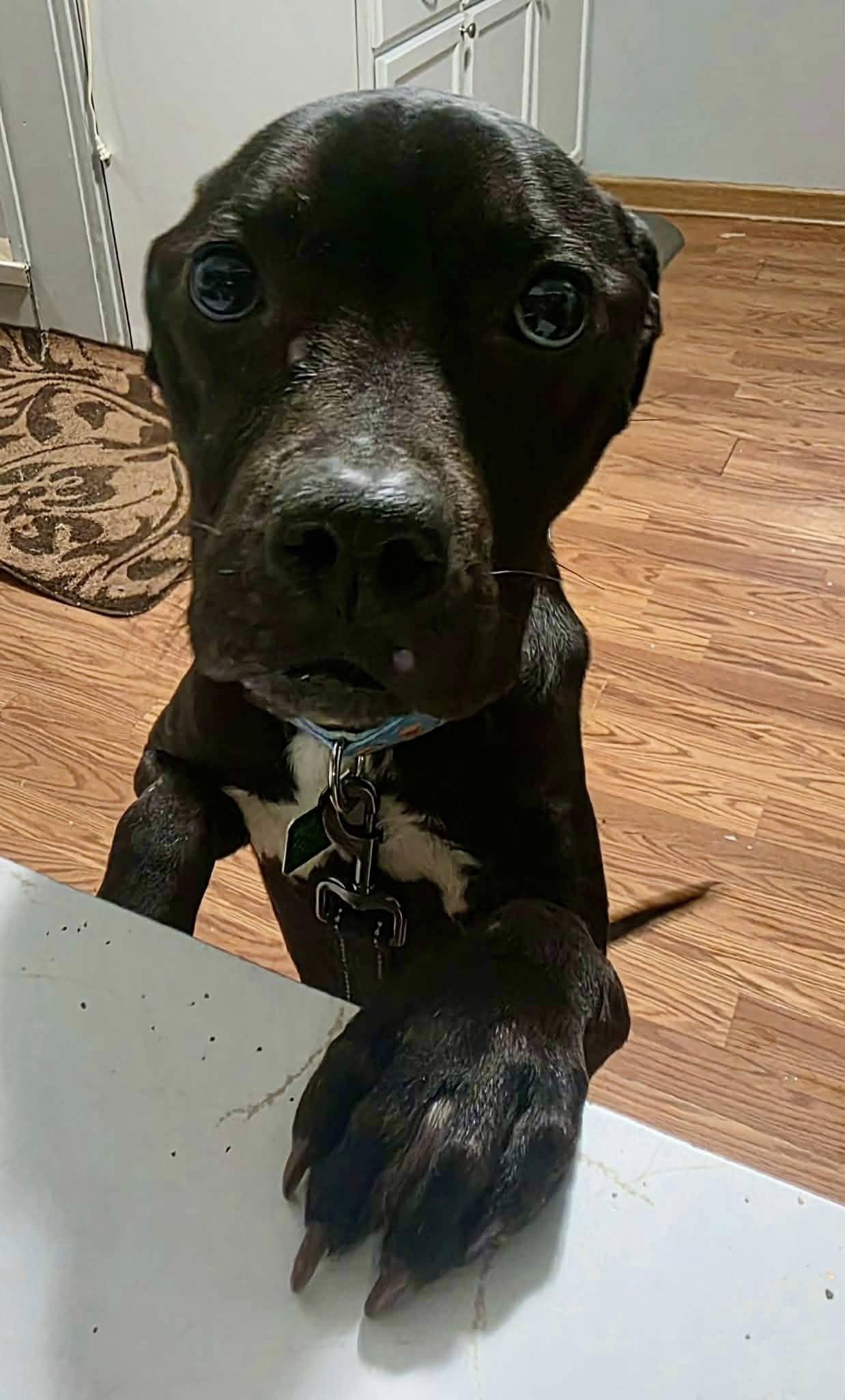 Joe *LOVER and SNUGGLEBUG*, a Adoptable Pit Bull Terrier in Oxford, MI image 2/2