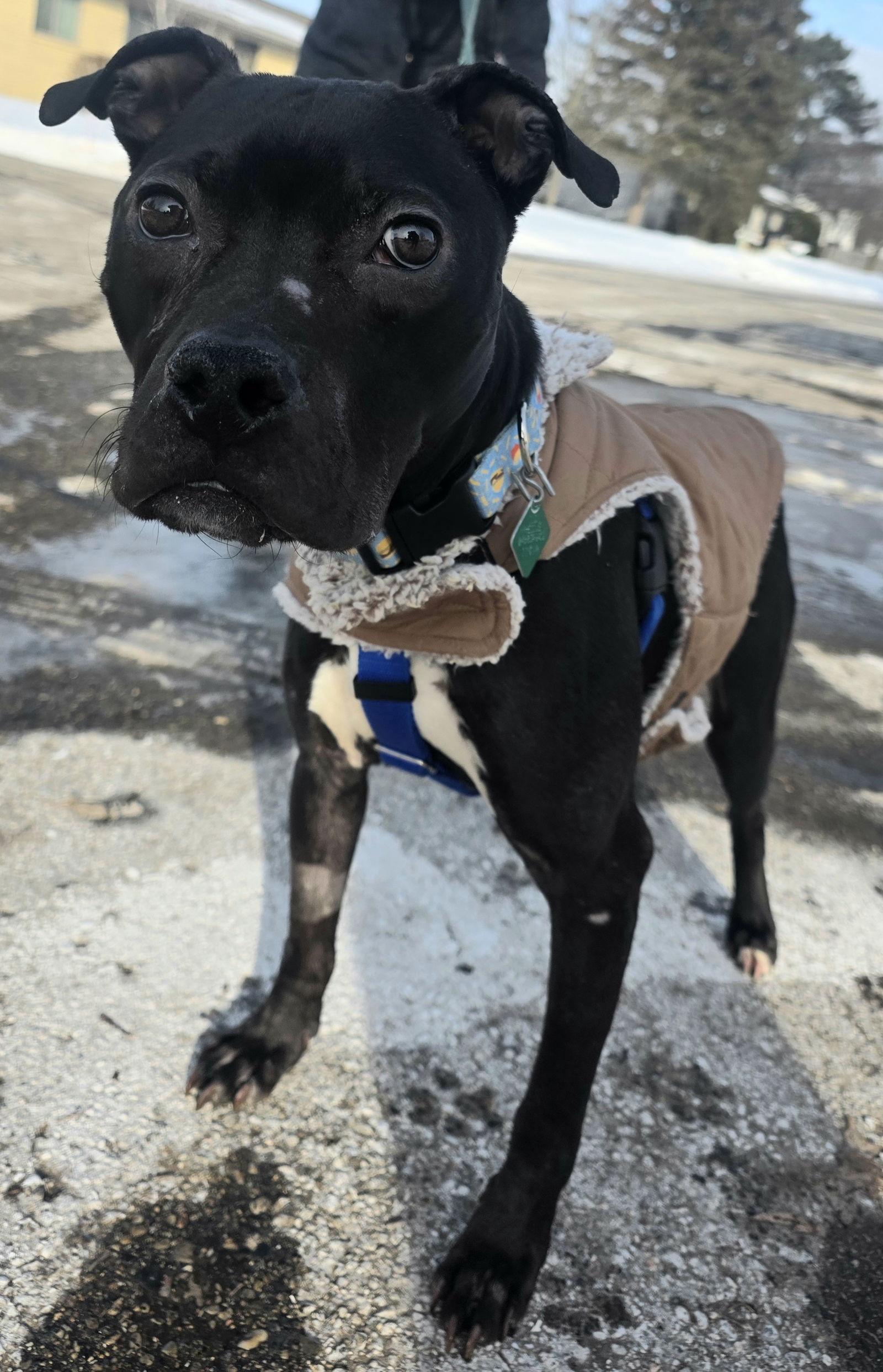 Enlarge Joe *Transportation Available*, a Adoptable mixed breed in Oxford, MI image 1/3