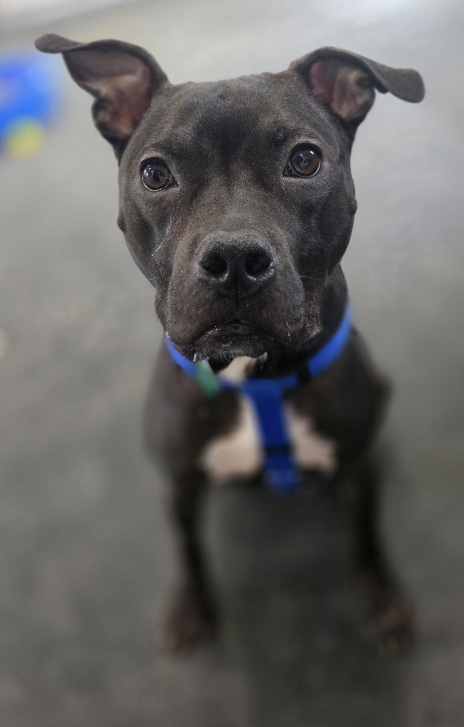 Enlarge Joe *Transportation Available*, a Adoptable mixed breed in Oxford, MI image 2/3