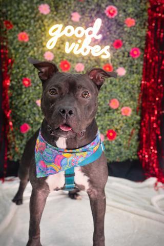 Enlarge Joe *Transportation Available*, a Adoptable mixed breed in Oxford, MI image 3/3